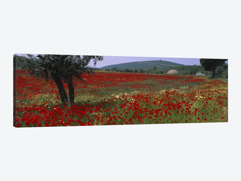 Field Of Red Poppies, Turkey by Panoramic Images 1-piece Canvas Art Print
