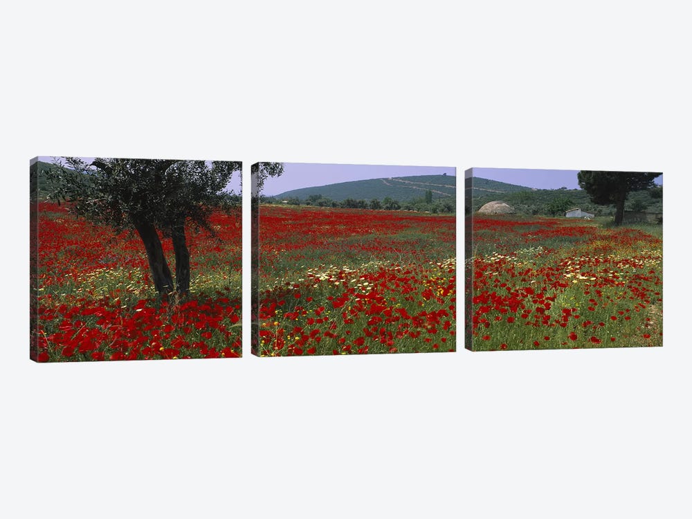 Field Of Red Poppies, Turkey by Panoramic Images 3-piece Canvas Print