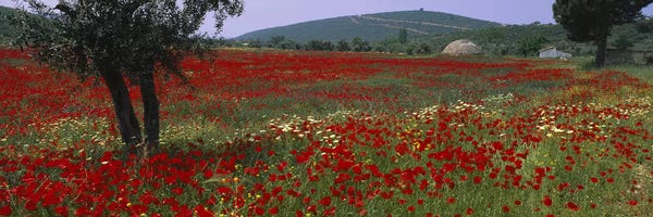 Turkey: Field Of Red Poppies, Turkey by Panoramic Images