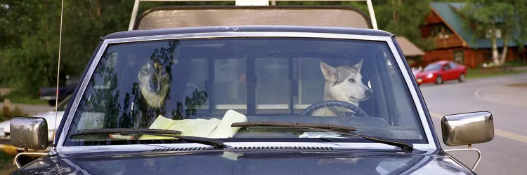 Close-up of two dogs in a pick-up truckMain Street, Talkeetna, Alaska, USA