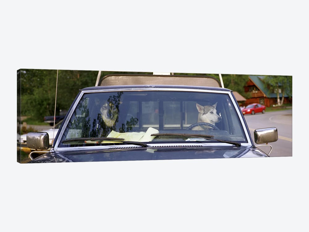 Close-up of two dogs in a pick-up truckMain Street, Talkeetna, Alaska, USA by Panoramic Images 1-piece Art Print
