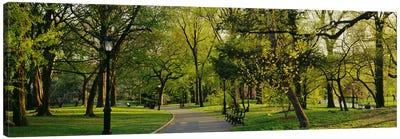 Trees In A Park, Central Park, NYC, New York City, New York State, USA Canvas Art Print - Central Park