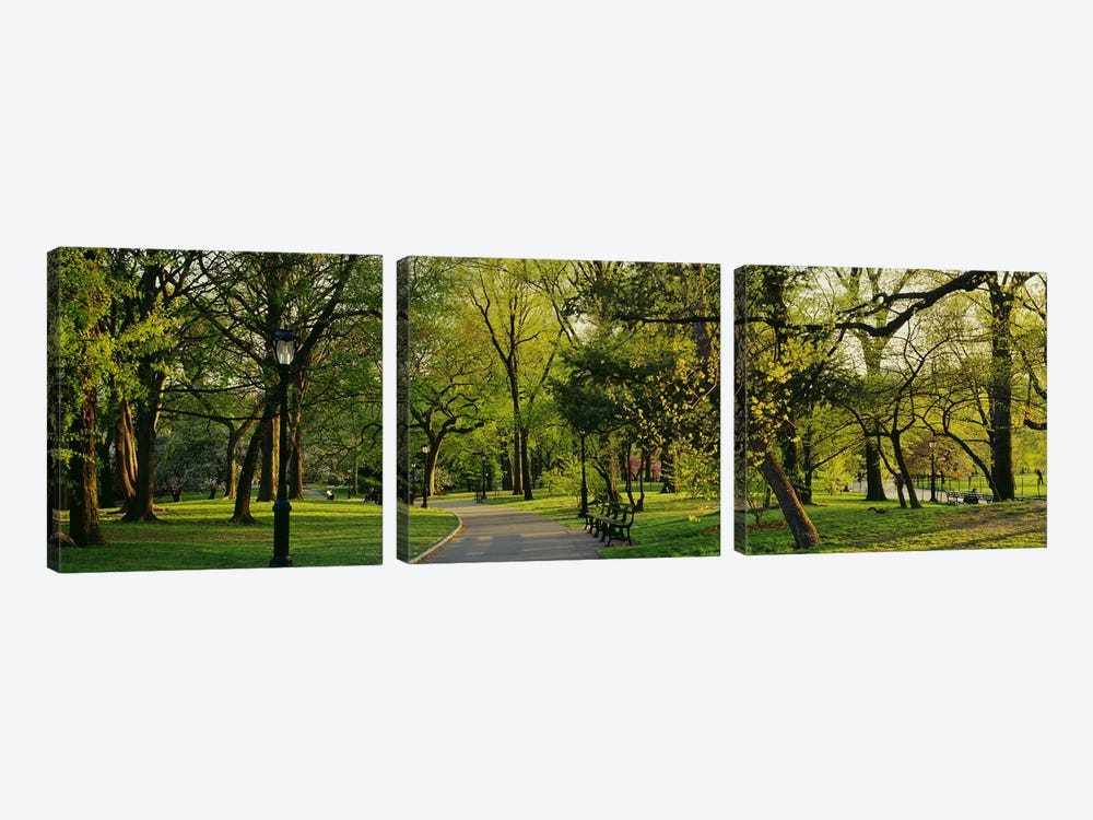 Trees In A Park, Central Park, NYC, New York City, New York State, USA by Panoramic Images 3-piece Art Print
