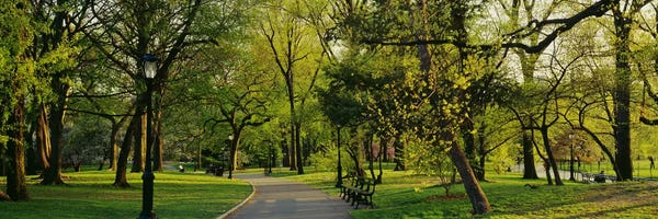 Manhattan: Trees In A Park, Central Park, NYC, New York City, New York State, USA by Panoramic Images