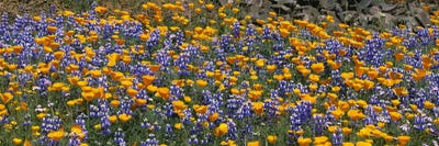 California Golden Poppies (Eschscholzia californica) and Bush Lupines (Lupinus albifrons), Table Mountain, California, USA by Panoramic Images canvas print