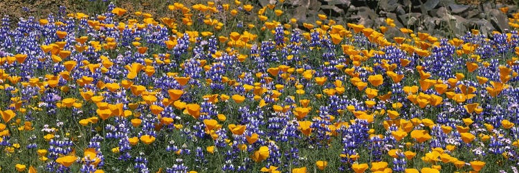 California Golden Poppies (Eschscholzia californica) and Bush Lupines (Lupinus albifrons), Table Mountain, California, USA