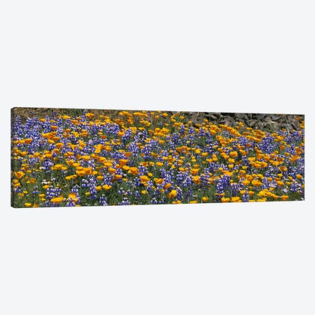 California Golden Poppies (Eschscholzia californica) and Bush Lupines (Lupinus albifrons), Table Mountain, California, USA Canvas Print #PIM3169} by Panoramic Images Art Print