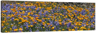 California Golden Poppies (Eschscholzia californica) and Bush Lupines (Lupinus albifrons), Table Mountain, California, USA Canvas Art Print - Lupines