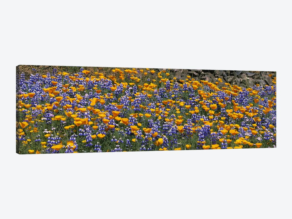 California Golden Poppies (Eschscholzia californica) and Bush Lupines (Lupinus albifrons), Table Mountain, California, USA by Panoramic Images 1-piece Canvas Art