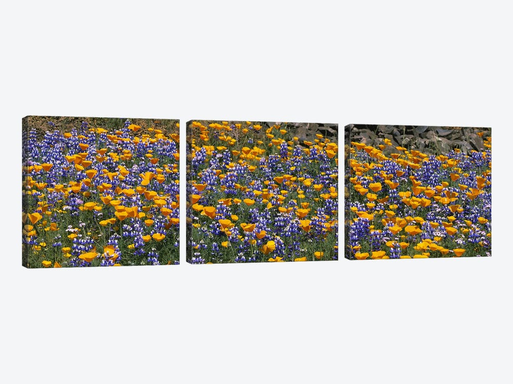 California Golden Poppies (Eschscholzia californica) and Bush Lupines (Lupinus albifrons), Table Mountain, California, USA by Panoramic Images 3-piece Canvas Wall Art