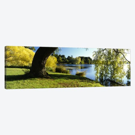 Willow Tree By A Lake, Green Lake, Seattle, Washington State, USA Canvas Print #PIM3179} by Panoramic Images Canvas Wall Art