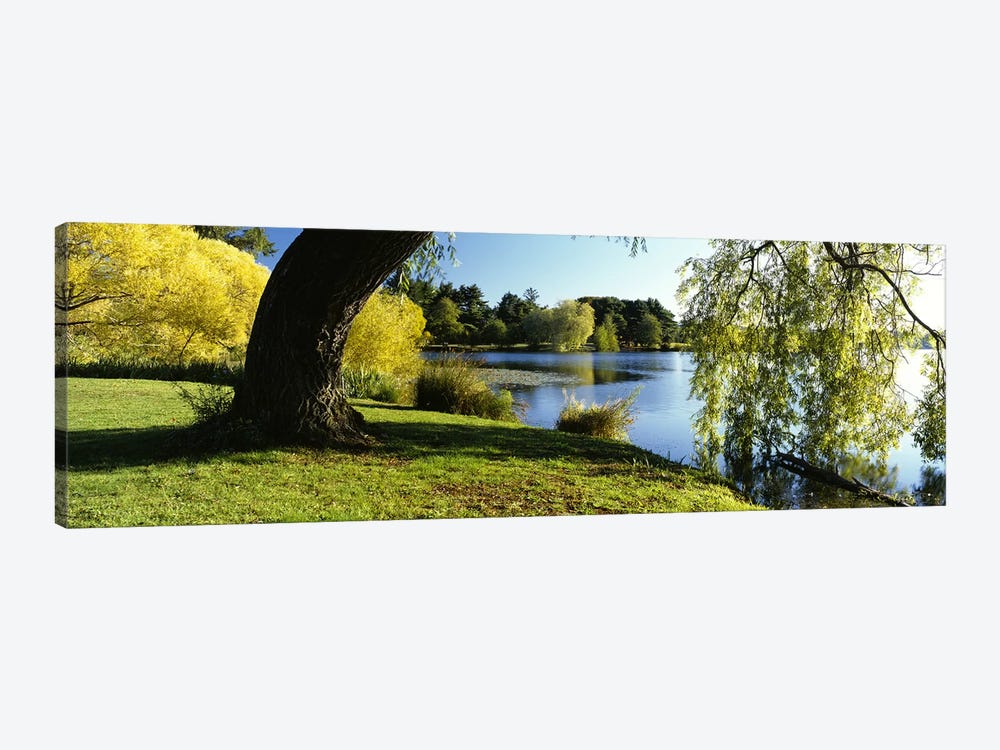 Willow Tree By A Lake, Green Lake, Seattle, Washington State, USA by Panoramic Images 1-piece Canvas Art Print