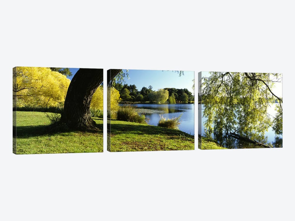 Willow Tree By A Lake, Green Lake, Seattle, Washington State, USA by Panoramic Images 3-piece Canvas Print