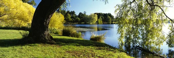 Willow Trees: Willow Tree By A Lake, Green Lake, Seattle, Washington State, USA by Panoramic Images