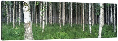 Birch Forest, Punkaharju, Finland Canvas Art Print - Birch Tree Art