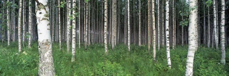 Birch Forest, Punkaharju, Finland