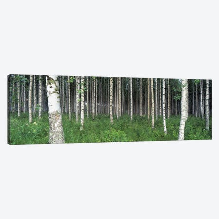 Birch Forest, Punkaharju, Finland Canvas Print #PIM3181} by Panoramic Images Canvas Print