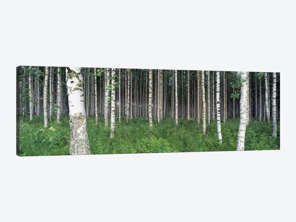 Birch Forest, Punkaharju, Finland by Panoramic Images 1-piece Canvas Wall Art