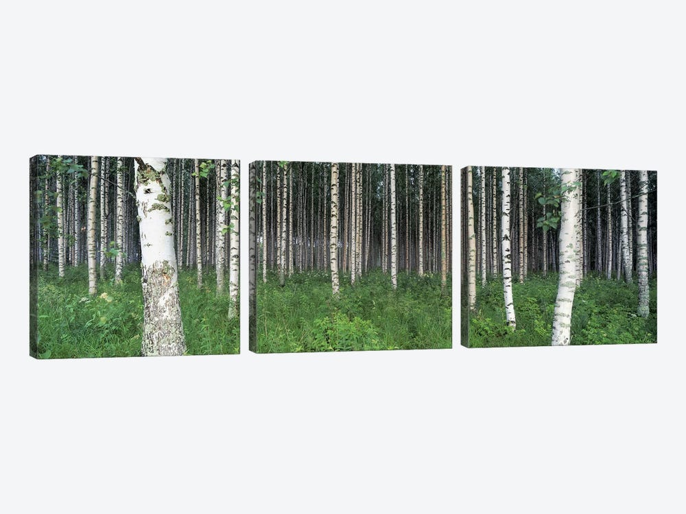 Birch Forest, Punkaharju, Finland by Panoramic Images 3-piece Canvas Wall Art