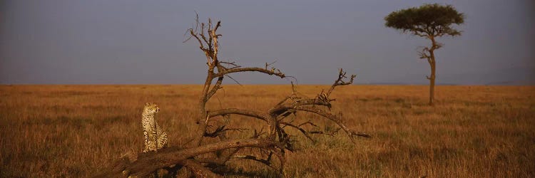 A Lone African Cheetah, Maasai Mara National Reserve, Rift Valley, Kenya