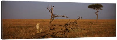 A Lone African Cheetah, Maasai Mara National Reserve, Rift Valley, Kenya Canvas Art Print - Kenya