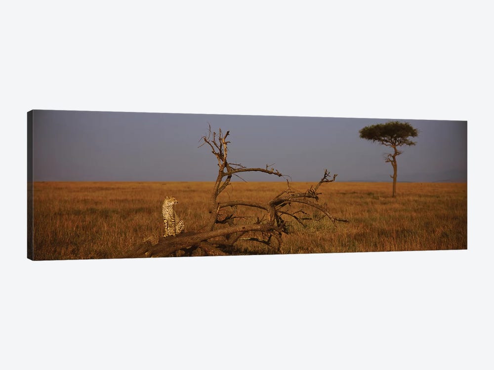 A Lone African Cheetah, Maasai Mara National Reserve, Rift Valley, Kenya by Panoramic Images 1-piece Canvas Art