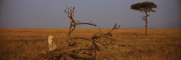 Maasai Mara National Reserve: A Lone African Cheetah, Maasai Mara National Reserve, Rift Valley, Kenya by Panoramic Images