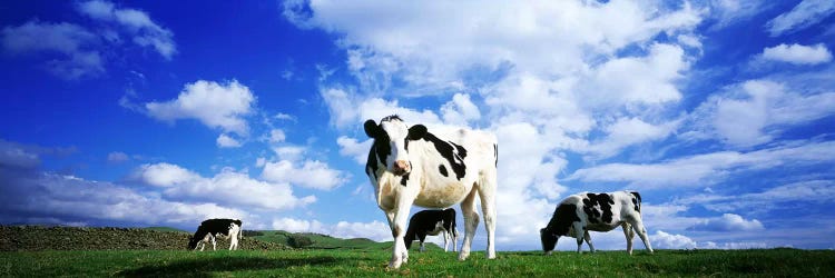 Cows In Field, Lake District, England, United Kingdom