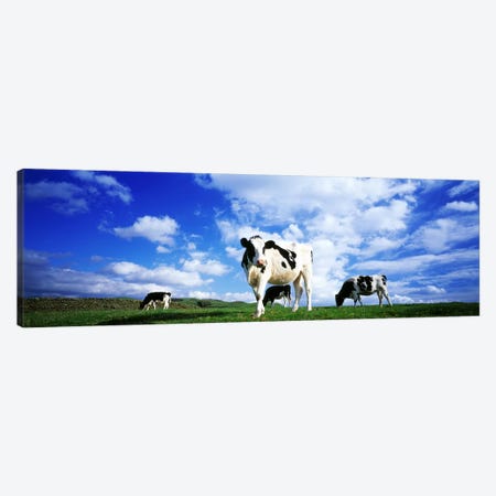 Cows In Field, Lake District, England, United Kingdom Canvas Print #PIM3189} by Panoramic Images Art Print