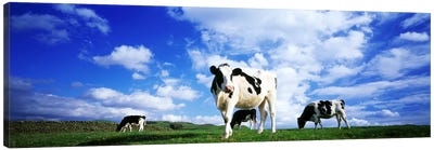 Cows In Field, Lake District, England, United Kingdom Canvas Art Print - England Art