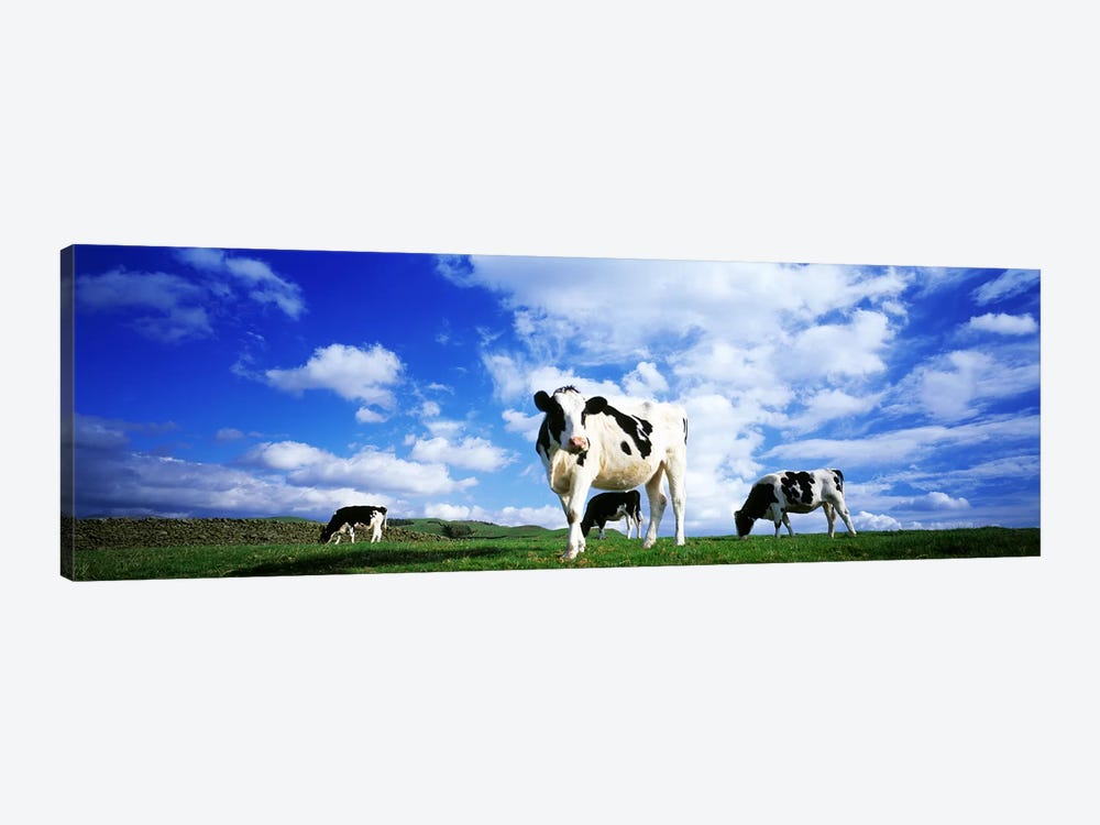 Cows In Field, Lake District, England, United Kingdom by Panoramic Images 1-piece Canvas Art