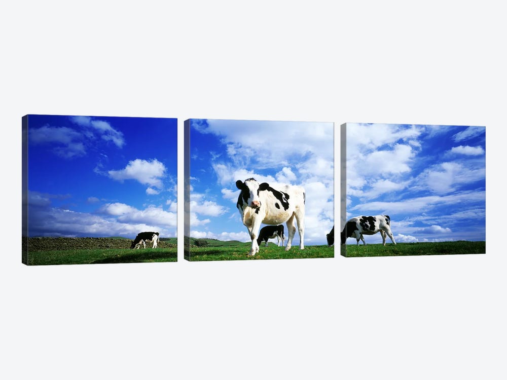 Cows In Field, Lake District, England, United Kingdom by Panoramic Images 3-piece Canvas Art