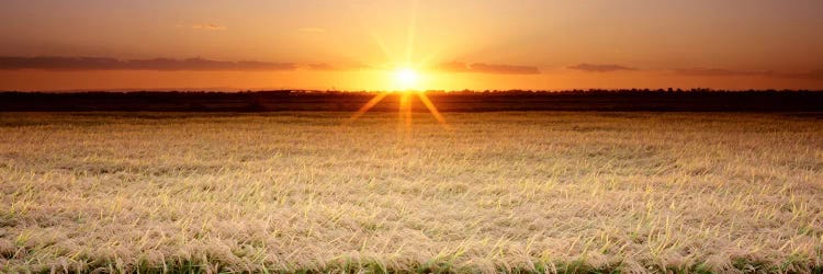 Rice Field, Sacramento Valley, California, USA