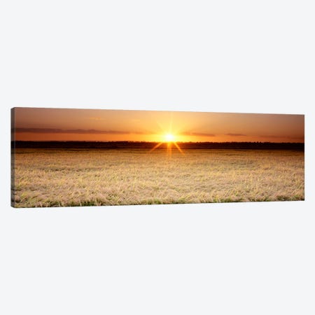 Rice Field, Sacramento Valley, California, USA Canvas Print #PIM324} by Panoramic Images Canvas Art