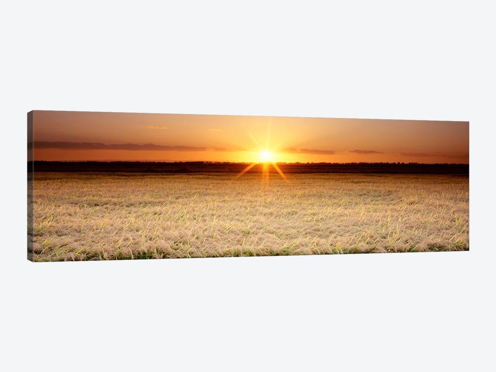 Rice Field, Sacramento Valley, California, USA by Panoramic Images 1-piece Canvas Wall Art