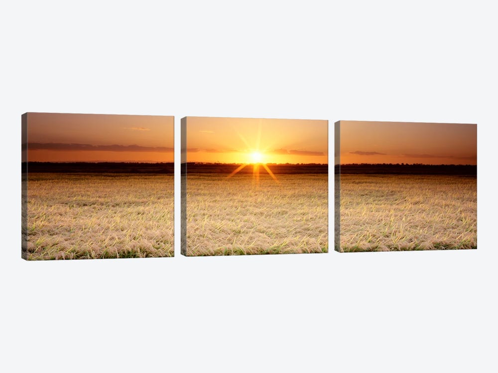 Rice Field, Sacramento Valley, California, USA by Panoramic Images 3-piece Canvas Art