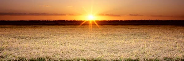 Sacramento: Rice Field, Sacramento Valley, California, USA by Panoramic Images