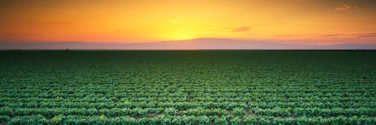 High angle view of a lettuce field at sunset, Fresno, San Joaquin Valley, California, USA