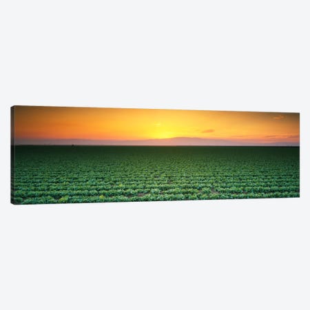 High angle view of a lettuce field at sunset, Fresno, San Joaquin Valley, California, USA Canvas Print #PIM325} by Panoramic Images Canvas Wall Art
