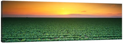 High angle view of a lettuce field at sunset, Fresno, San Joaquin Valley, California, USA Canvas Art Print