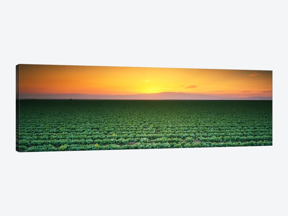 High angle view of a lettuce field at sunset, Fresno, San Joaquin Valley, California, USA by Panoramic Images 1-piece Canvas Art Print