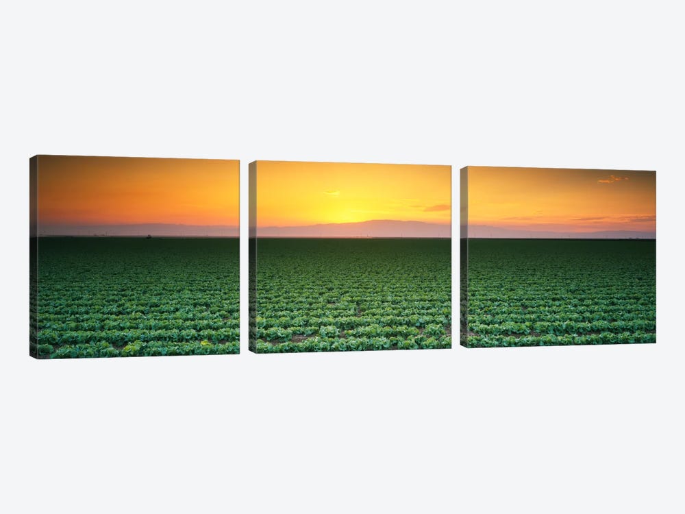 High angle view of a lettuce field at sunset, Fresno, San Joaquin Valley, California, USA by Panoramic Images 3-piece Art Print