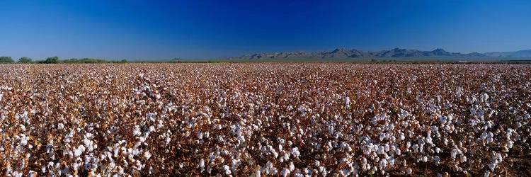 Cotton Field