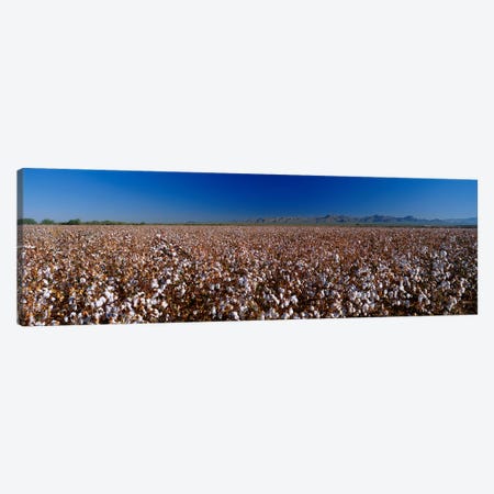 Cotton Field Canvas Print #PIM3273} by Panoramic Images Art Print