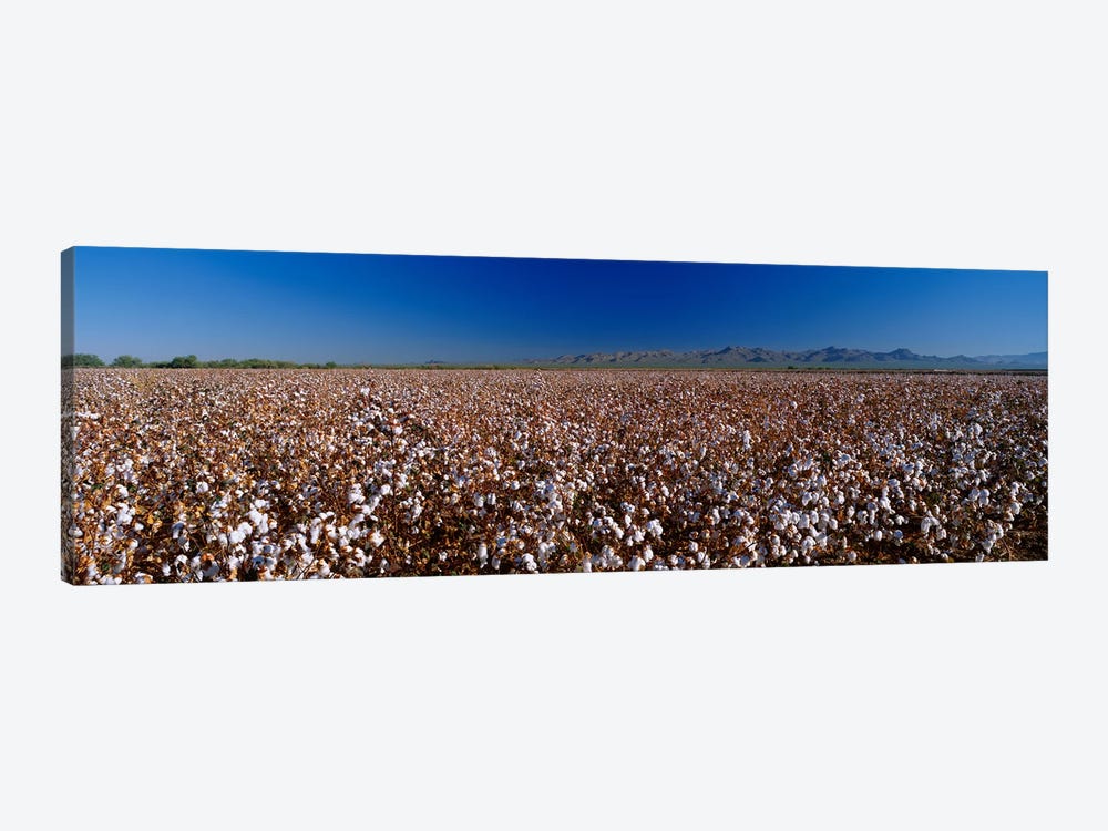 Cotton Field by Panoramic Images 1-piece Art Print