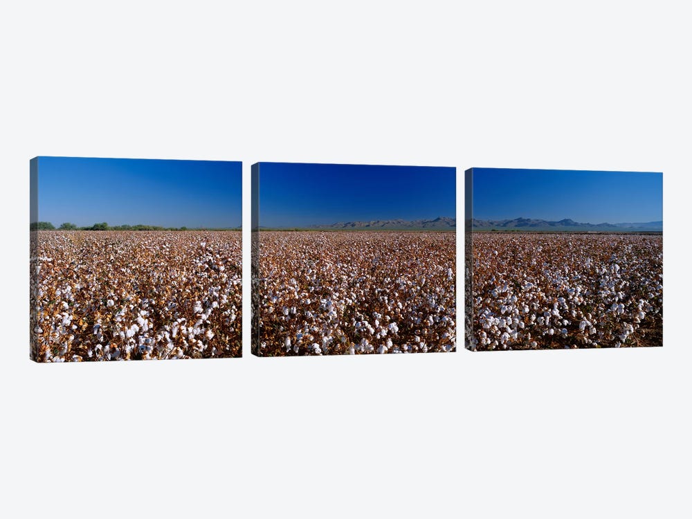 Cotton Field by Panoramic Images 3-piece Canvas Print