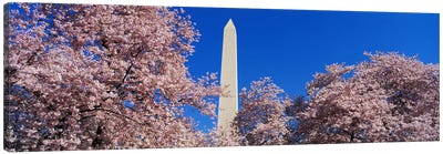 Cherry Blossoms Washington Monument Canvas Art Print - Famous Monuments & Sculptures