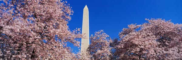 Washington, D.C.: Cherry Blossoms Washington Monument by Panoramic Images
