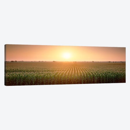 View Of The Corn Field During Sunrise, Sacramento County, California, USA Canvas Print #PIM328} by Panoramic Images Art Print