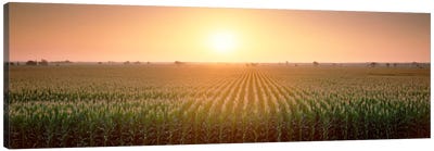 View Of The Corn Field During Sunrise, Sacramento County, California, USA Canvas Art Print - Sacramento